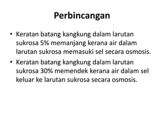 Perbincangan
• Keratan batang kangkung dalam larutan
sukrosa 5% memanjang kerana air dalam
larutan sukrosa memasuki sel secara osmosis.
• Keratan batang kangkung dalam larutan
sukrosa 30% memendek kerana air dalam sel
keluar ke larutan sukrosa secara osmosis.
 