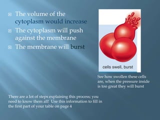  The volume of the
cytoplasm would increase
 The cytoplasm will push
against the membrane
 The membrane will burst
See how swollen these cells
are, when the pressure inside
is too great they will burst
There are a lot of steps explaining this process; you
need to know them all! Use this information to fill in
the first part of your table on page 4
 