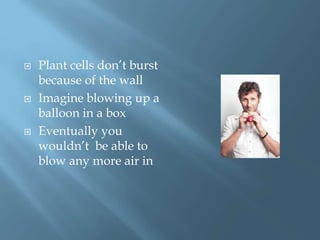  Plant cells don’t burst
because of the wall
 Imagine blowing up a
balloon in a box
 Eventually you
wouldn’t be able to
blow any more air in
 