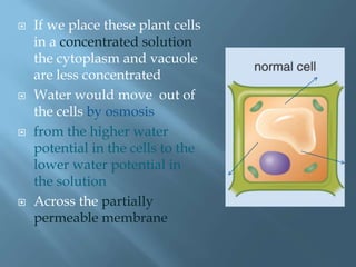  If we place these plant cells
in a concentrated solution
the cytoplasm and vacuole
are less concentrated
 Water would move out of
the cells by osmosis
 from the higher water
potential in the cells to the
lower water potential in
the solution
 Across the partially
permeable membrane
 