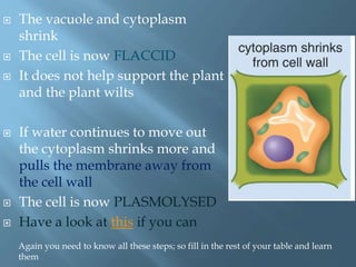  The vacuole and cytoplasm
shrink
 The cell is now FLACCID
 It does not help support the plant
and the plant wilts
 If water continues to move out
the cytoplasm shrinks more and
pulls the membrane away from
the cell wall
 The cell is now PLASMOLYSED
 Have a look at this if you can
Again you need to know all these steps; so fill in the rest of your table and learn
them
 