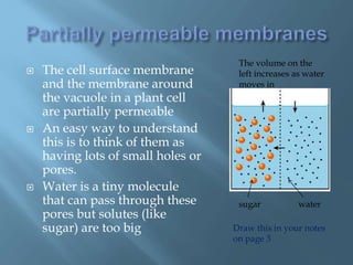  The cell surface membrane
and the membrane around
the vacuole in a plant cell
are partially permeable
 An easy way to understand
this is to think of them as
having lots of small holes or
pores.
 Water is a tiny molecule
that can pass through these
pores but solutes (like
sugar) are too big
sugar water
The volume on the
left increases as water
moves in
Draw this in your notes
on page 3
 