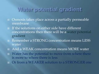  Osmosis takes place across a partially permeable
membrane
 If the solutions on either side have different
concentrations then there will be a water potential
gradient
 Remember a STRONG concentration means LESS
water
 And a WEAK concentration means MORE water
 Water has the potential to move from where there
is more to where there is less
 Or from a WEAKER solution to a STRONGER one
 