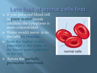  If you put a red blood cell
in pure water (weak
solution) the cytoplasm is
more concentrated
 Water would move in to
the cells by osmosis
 from the higher water
potential in the water to
the lower water potential
in the cell
 Across the partially
permeable membrane
 