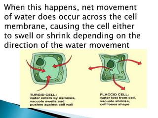 When this happens, net movement
of water does occur across the cell
membrane, causing the cell either
to swell or shrink depending on the
direction of the water movement
 