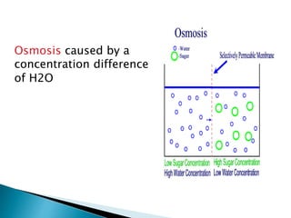 Osmosis caused by a
concentration difference
of H2O
 