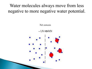 Water molecules always move from less
negative to more negative water potential.
Net osmosis
= LN MN
 