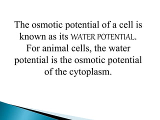 The osmotic potential of a cell is
known as its WATER POTENTIAL.
For animal cells, the water
potential is the osmotic potential
of the cytoplasm.
 