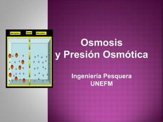 Osmosis
y Presión Osmótica
Ingeniería Pesquera
UNEFM.
 