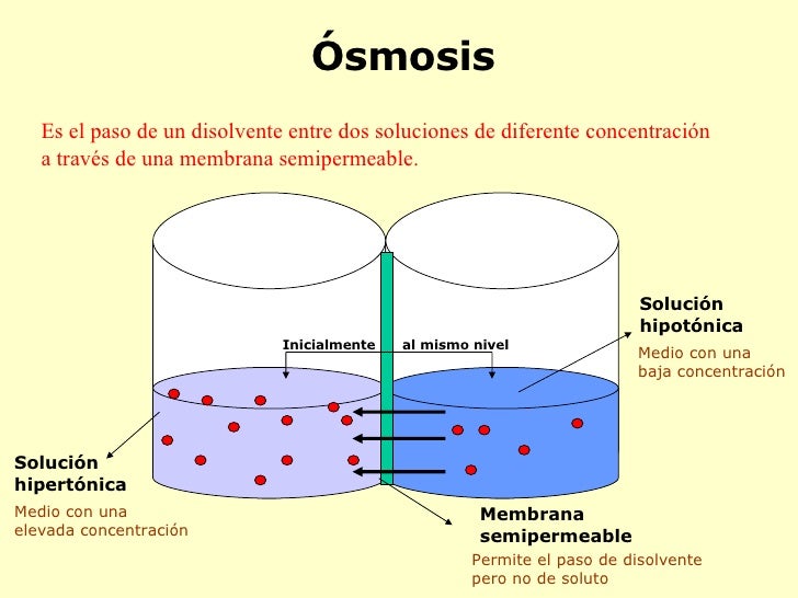 osmosis