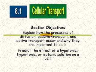 Section Objectives
Explain how the processes of
diffusion, passive transport, and
active transport occur and why they
are important to cells.
Predict the effect of a hypotonic,
hypertonic, or isotonic solution on a
cell.
 