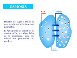 OSMOSIS Difusión del Agua a través de una membrana selectivamente permeable. El Agua puede así equilibrar su concentración a ambos lados de la membrana, pero los solutos no permeantes no pueden. 