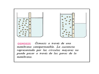 OSMOSIS   