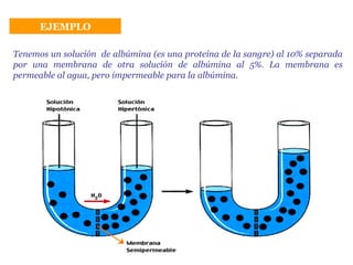 EJEMPLO Tenemos un solución  de albúmina (es una proteína de la sangre) al 10% separada por una membrana de otra solución de albúmina al 5%. La membrana es permeable al agua, pero impermeable para la albúmina. 