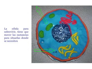 La célula para sobrevivir, tiene que mover las sustancias para situarlas donde se necesiten 
