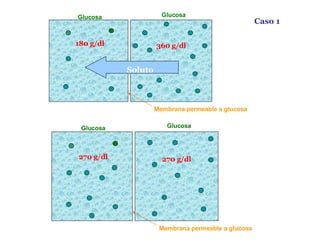 Glucosa Glucosa Membrana permeable a glucosa 270 g/dl 270 g/dl Caso 1 Glucosa Glucosa Membrana permeable a glucosa 180 g/dl 360 g/dl Soluto 