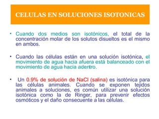 CELULAS EN SOLUCIONES ISOTONICAS Cuando dos medios son isotónicos,   el total de la concentración molar de los solutos disueltos es el mismo en ambos. Cuando las células están en una solución isotónica ,  el movimiento de agua hacia afuera está balanceado con el movimiento de agua hacia adentro. Un   0.9% de solución de NaCl (salina)   es isotónica para las células animales. Cuando se exponen tejidos animales a soluciones, es común utilizar una solución isotónica como la de Ringer, para prevenir efectos osmóticos y el daño consecuente a las células. 