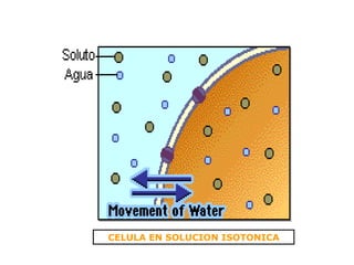 CELULA EN SOLUCION ISOTONICA 
