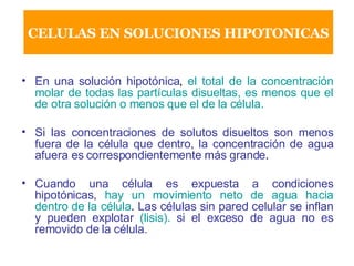 En una solución hipotónica ,  el total de la concentración molar de todas las partículas disueltas, es menos que el de otra solución o menos que el de la célula. Si las concentraciones de solutos disueltos son menos fuera de la célula que dentro, la concentración de agua afuera es correspondientemente más grande .  Cuando una célula es expuesta a condiciones hipotónicas,   hay un movimiento neto de agua hacia dentro de la célula .  Las células sin pared celular se inflan y pueden explotar  (lisis).  si el exceso de agua no es removido de la célula. CELULAS EN SOLUCIONES HIPOTONICAS 