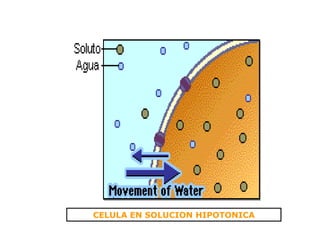CELULA EN SOLUCION HIPOTONICA 