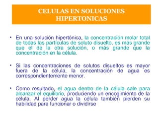 En una solución hipertónica ,  la concentración molar total de todas las partículas de soluto disuelto, es más grande que el de la otra solución, o más grande que la concentración en la célula. Si las concentraciones de solutos disueltos es mayor fuera de la célula, la concentración de agua es correspondientemente menor.   Como resultado ,  el agua dentro de la célula sale para alcanzar el equilibrio , produciendo un encogimiento de la célula. Al perder agua la célula también pierden su habilidad para funcionar o dividirse CELULAS EN SOLUCIONES HIPERTONICAS 