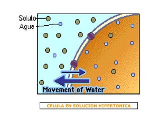 CELULA EN SOLUCION HIPERTONICA 