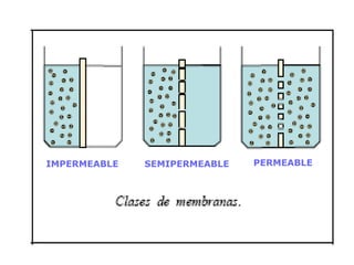IMPERMEABLE SEMIPERMEABLE PERMEABLE 