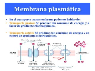 Membrana plasmática En el transporte transmembrana podemos hablar de: Transporte pasivo:  Se produce sin consumo de energía y a favor de gradiente electroquímico.  Transporte activo:  Se produce con consumo de energía y en contra de gradiente electroquímico. 