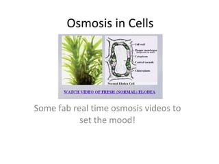 Osmosis in Cells Some fab real time osmosis videos to set the mood! 