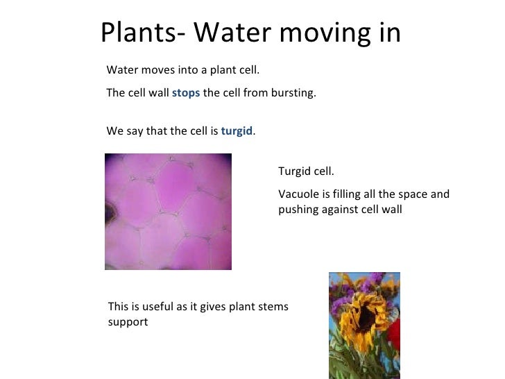 Osmosis 1