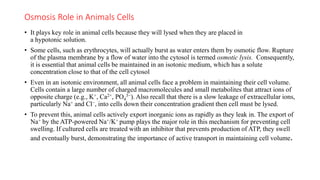 Osmosis Role in Animals Cells
• It plays key role in animal cells because they will lysed when they are placed in
a hypotonic solution.
• Some cells, such as erythrocytes, will actually burst as water enters them by osmotic flow. Rupture
of the plasma membrane by a flow of water into the cytosol is termed osmotic lysis. Consequently,
it is essential that animal cells be maintained in an isotonic medium, which has a solute
concentration close to that of the cell cytosol
• Even in an isotonic environment, all animal cells face a problem in maintaining their cell volume.
Cells contain a large number of charged macromolecules and small metabolites that attract ions of
opposite charge (e.g., K+, Ca2+, PO4
3−). Also recall that there is a slow leakage of extracellular ions,
particularly Na+ and Cl−, into cells down their concentration gradient then cell must be lysed.
• To prevent this, animal cells actively export inorganic ions as rapidly as they leak in. The export of
Na+ by the ATP-powered Na+/K+ pump plays the major role in this mechanism for preventing cell
swelling. If cultured cells are treated with an inhibitor that prevents production of ATP, they swell
and eventually burst, demonstrating the importance of active transport in maintaining cell volume.
 