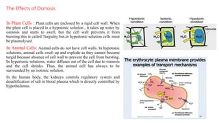 The Effects of Osmosis
In Plant Cells : Plant cells are enclosed by a rigid cell wall. When
the plant cell is placed in a hypotonic solution , it takes up water by
osmosis and starts to swell, but the cell wall prevents it from
bursting.this is called Turgidity but,in hypertonic solution cells must
be plasmolysed.
In Animal Cells: Animal cells do not have cell walls. In hypotonic
solutions, animal cells swell up and explode as they cannot become
turgid because absence of cell wall to prevent the cell from bursting.
In hypertonic solutions, water diffuses out of the cell due to osmosis
and the cell shrinks. Thus, the animal cell has always to be
surrounded by an isotonic solution.
In the human body, the kidneys controls regulatory system and
desaltification of salt in blood plasma which is directly controlled by
hypothalamus.
 