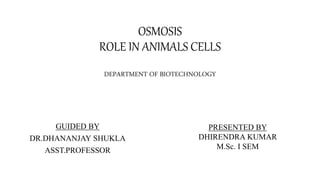 OSMOSIS
ROLE IN ANIMALS CELLS
DEPARTMENT OF BIOTECHNOLOGY
GUIDED BY
DR.DHANANJAY SHUKLA
ASST.PROFESSOR
PRESENTED BY
DHIRENDRA KUMAR
M.Sc. I SEM
 