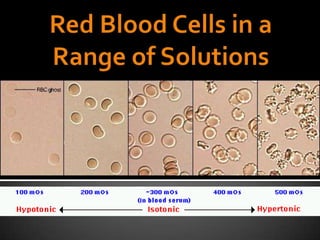 Red Blood Cells in a Range of Solutions