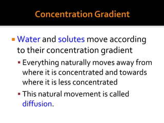 Concentration GradientWater and solutes move according to their concentration gradientEverything naturally moves away from where it is concentrated and towards where it is less concentratedThis natural movement is called diffusion.