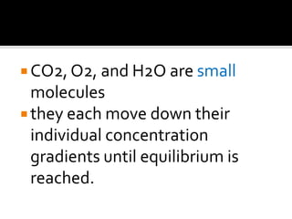 CO2, O2, and H2O are small moleculesthey each move down their individual concentration gradients until equilibrium is reached.