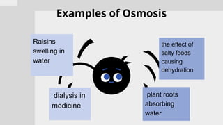 Examples of Osmosis
Raisins
swelling in
water
dialysis in
medicine
the effect of
salty foods
causing
dehydration
plant roots
absorbing
water
 