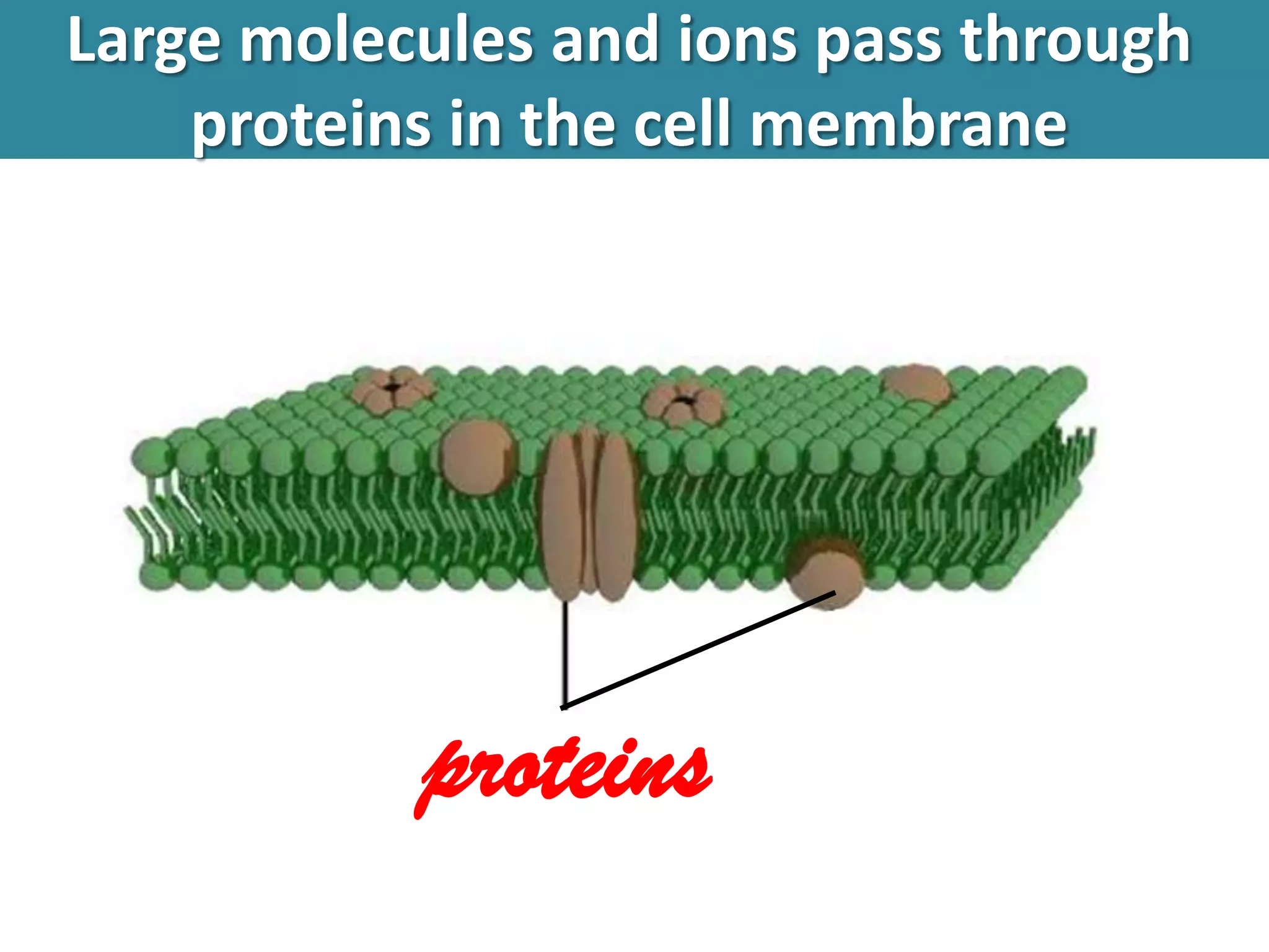 Osmosis, diffusion, active transport | PPTX