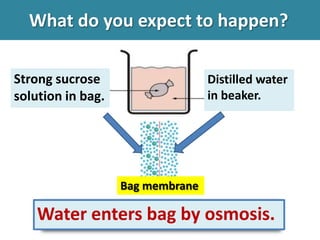 Osmosis, diffusion, active transport