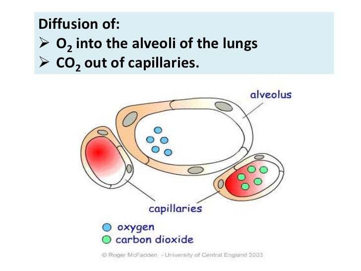 osmosis diffusion active transport venn diagram active and passive transport