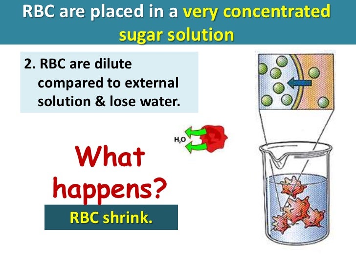 osmosis in sugar solution Get tremendous help with potato cells lab report we have highly qualified lab report writers who will help with your osmosis lab report accordingly no matter how urgent your inquiry is, you will receive the best guidance and support from our professionals. osmosis in sugar solution Get tremendous help with potato cells lab report we have highly qualified lab report writers who will help with your osmosis lab report accordingly no matter how urgent your inquiry is, you will receive the best guidance and support from our professionals.
