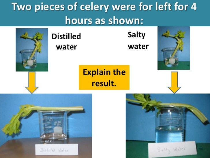 Osmosis Diffusion Active Transport