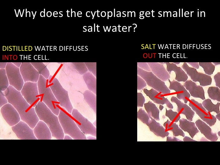 Osmosis Lab Powerpoint