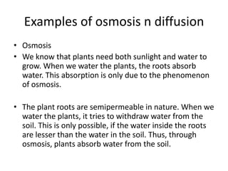 Examples of osmosis n diffusion
• Osmosis
• We know that plants need both sunlight and water to
grow. When we water the plants, the roots absorb
water. This absorption is only due to the phenomenon
of osmosis.
• The plant roots are semipermeable in nature. When we
water the plants, it tries to withdraw water from the
soil. This is only possible, if the water inside the roots
are lesser than the water in the soil. Thus, through
osmosis, plants absorb water from the soil.
 