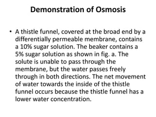 Demonstration of Osmosis
• A thistle funnel, covered at the broad end by a
differentially permeable membrane, contains
a 10% sugar solution. The beaker contains a
5% sugar solution as shown in fig. a. The
solute is unable to pass through the
membrane, but the water passes freely
through in both directions. The net movement
of water towards the inside of the thistle
funnel occurs because the thistle funnel has a
lower water concentration.
 