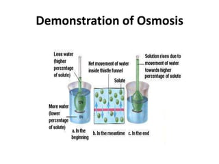 Demonstration of Osmosis
 