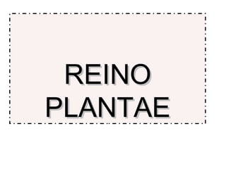 REINO
PLANTAE

 