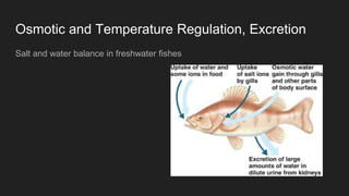 Picture of Osmotic and temperature regulation, excretion | PPTX