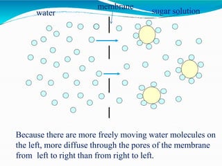 Because there are more freely moving water molecules on
the left, more diffuse through the pores of the membrane
from left to right than from right to left.
membrane
water sugar solution
 