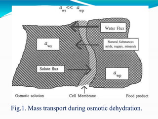 Fig.1. Mass transport during osmotic dehydration.
 